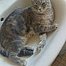 cat, tabby, gray_cat, pet, animal, feline, bathtub, bathroom, relaxed, lying_down, sitting, fur, whiskers, ears, paws, tail, indoor, household, portrait, photography