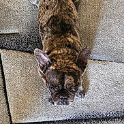 Eros a rejoint le concours — aidez-le/la à gagner de superbes lots ! animal, black, brindle, brown, canine, carpet, companion, cute, dog, domestic_animal, ears, floor, french_bulldog, indoor, looking_up, pet, sitting, texture, white, wrinkled_face