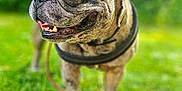 Eros a rejoint le concours — aidez-le/la à gagner de superbes lots ! animal, background_blur, brindle, canine, closeup, cute, dog, ears, french_bulldog, grass, greenery, happy, leash, muzzle, nature, outdoor, pet, portrait, sunlight, tongue