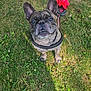 Eros a rejoint le concours — aidez-le/la à gagner de superbes lots ! adorable, animal, canine, closeup, companion, cute, dog, ears, expression, french_bulldog, grass, greenery, harness, leash, nature, outdoor, pet, playful, sitting, sunlight