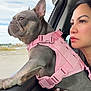 Fiona joined the competition — help win amazing prizes! animal, car, clouds, companion, dog, french_bulldog, hand, looking_out, nail_polish, outdoor, pet, pink_harness, portrait, ring, seat, side_view, sky, travel, window, woman