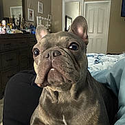 Fiona is registered to the contest to win money with this photo: animal, bed, blanket, close_up, companion, curious, cute, dog, domestic, dresser, ears, face, french_bulldog, furniture, indoor, mammal, mirror, pet, portrait, snout