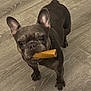 Fiona is registered to the contest to win money with this photo: animal, brown_dog, canine, chew_treat, companion, cute, dog, domestic_animal, ears_up, floor, french_bulldog, indoor, looking_up, paws, pet, playful, snout, standing, tongue_hidden, wooden_floor