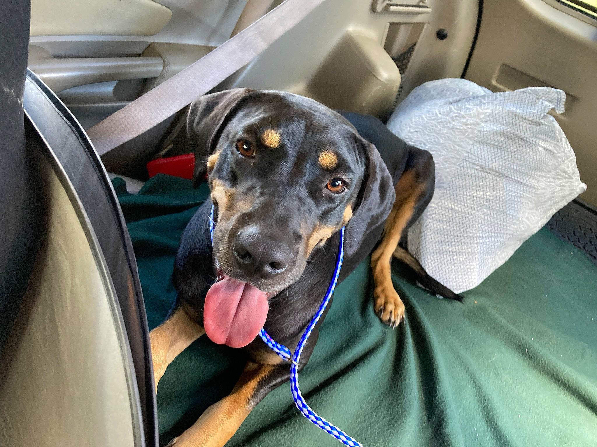 Lexi is registered to the contest to win money with this photo: auto_part, automotive_design, automotive_exterior, car_seat, car_seat_cover, carnivore, comfort, companion_dog, dog, dog_breed, family_car, head_restraint, luxury_vehicle, motor_vehicle, seat_belt, snout, steering_wheel, vehicle, vehicle_door, working_animal