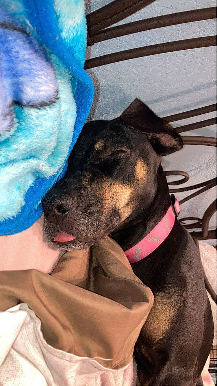 Lexi joined the competition — help win amazing prizes! canidae, carnivore, collar, comfort, companion_dog, dog, dog_breed, dog_collar, dog_supply, electric_blue, fashion_accessory, fawn, fur, guard_dog, pet_supply, sighthound, snout, sporting_group, working_animal, working_dog