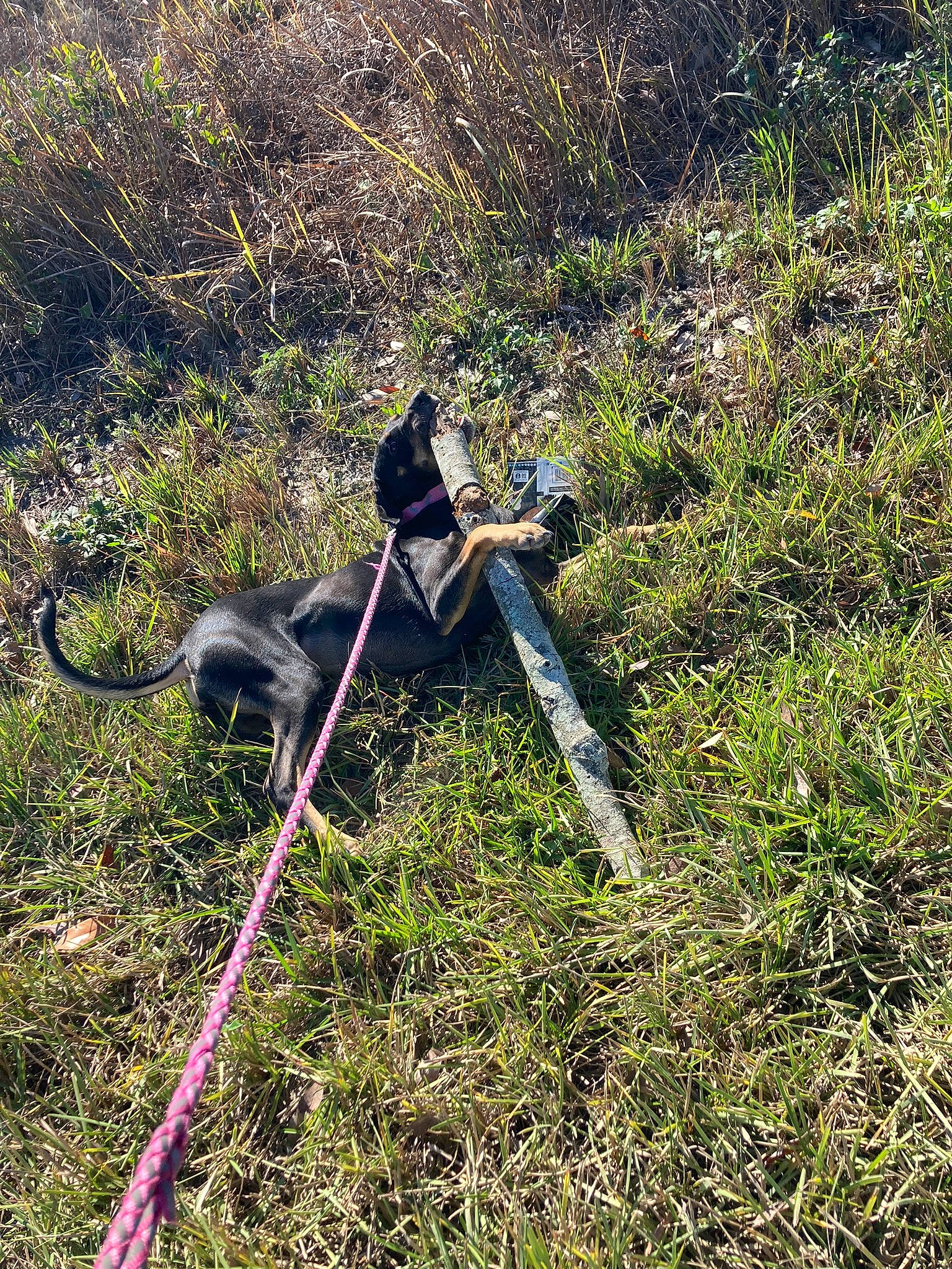 Lexi joined the competition — help win amazing prizes! bow, camera_accessory, cameras_optics, canidae, carnivore, dog_breed, grass, grass_family, grassland, groundcover, plant, recreation, shrub, shrubland, soil, sporting_group, terrestrial_animal, tripod, working_animal