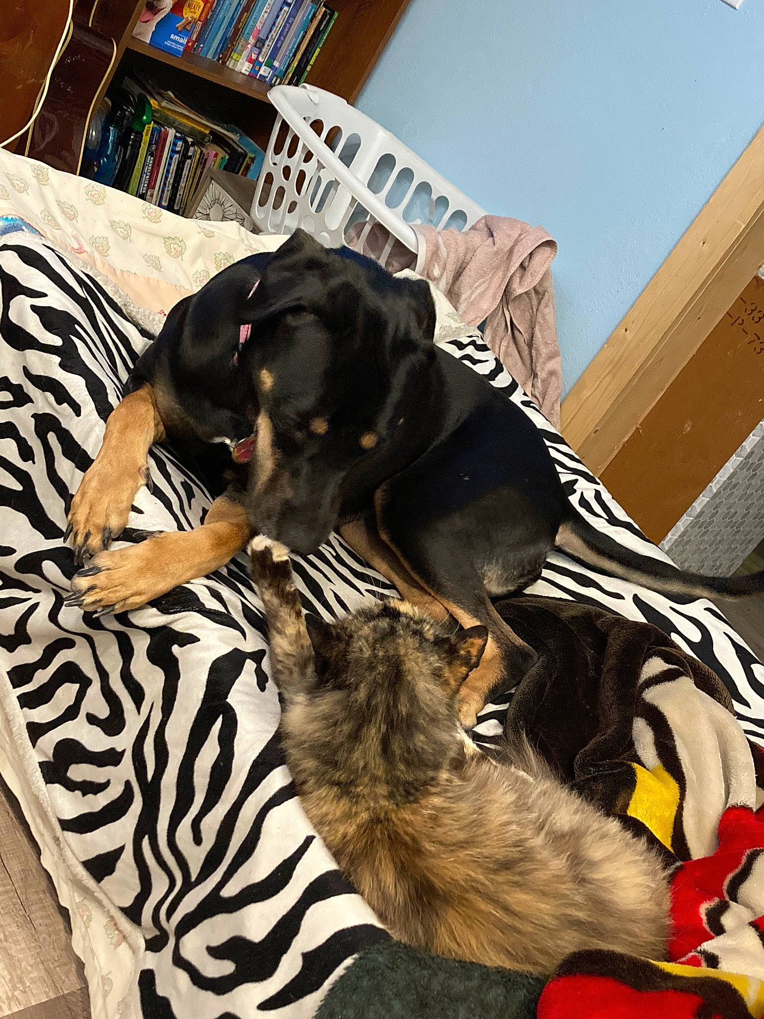 Lexi is registered to the contest to win money with this photo: bookcase, brown, canidae, carnivore, collar, comfort, companion_dog, dog, dog_breed, dog_supply, fawn, flooring, fur, guard_dog, publication, room, shelf, sporting_group, tail, working_animal