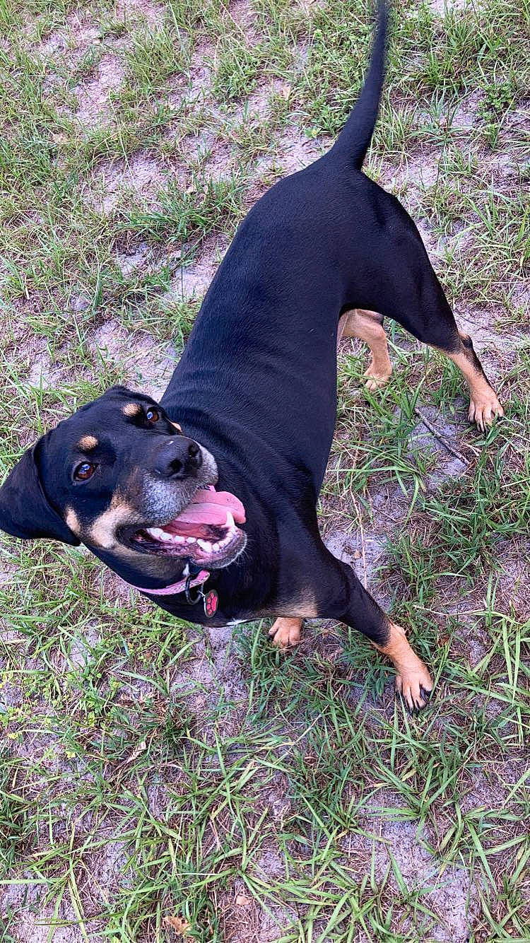 Lexi is registered to the contest to win money with this photo: canidae, carnivore, collar, companion_dog, dog, dog_breed, dog_collar, dog_supply, fawn, grass, guard_dog, hunting_dog, non_sporting_group, plant, snout, sporting_group, tail, terrestrial_animal, working_animal, working_dog