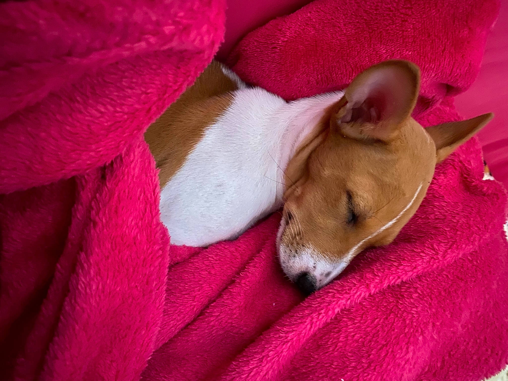 Spooky participe au concours pour gagner de l'argent avec cette photo : canidae, carmine, carnivore, comfort, companion_dog, corgi_chihuahua, dog, dog_breed, linens, magenta, nap, non_sporting_group, paw, sporting_group, terrestrial_animal, toy_dog, whiskers, working_animal