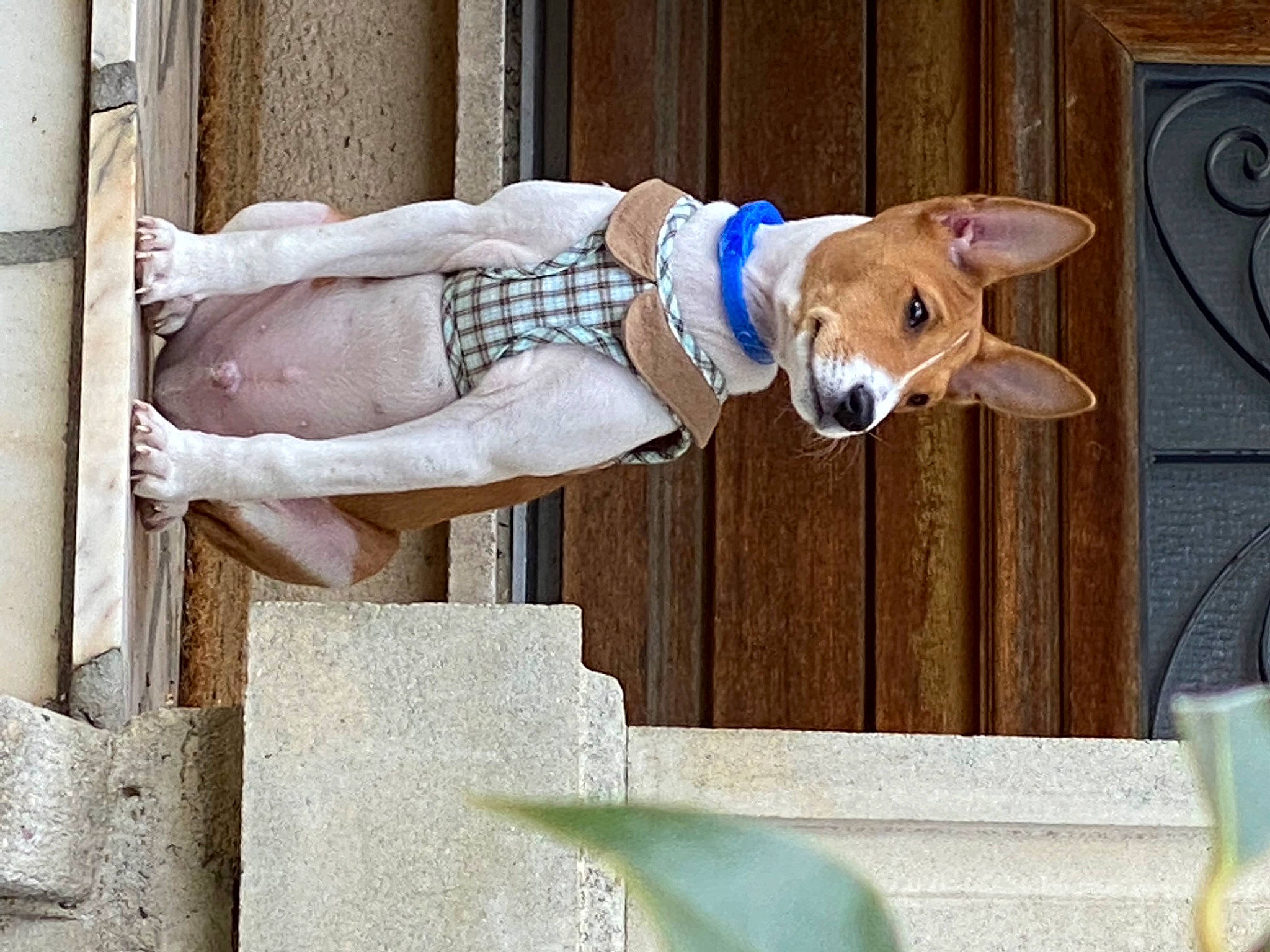 Spooky a rejoint le concours — aidez-le/la à gagner de superbes lots ! carnivore, companion_dog, dog, dog_breed, elbow, fawn, fur, hat, room, street_fashion, tail, white, wood, working_animal, wrist