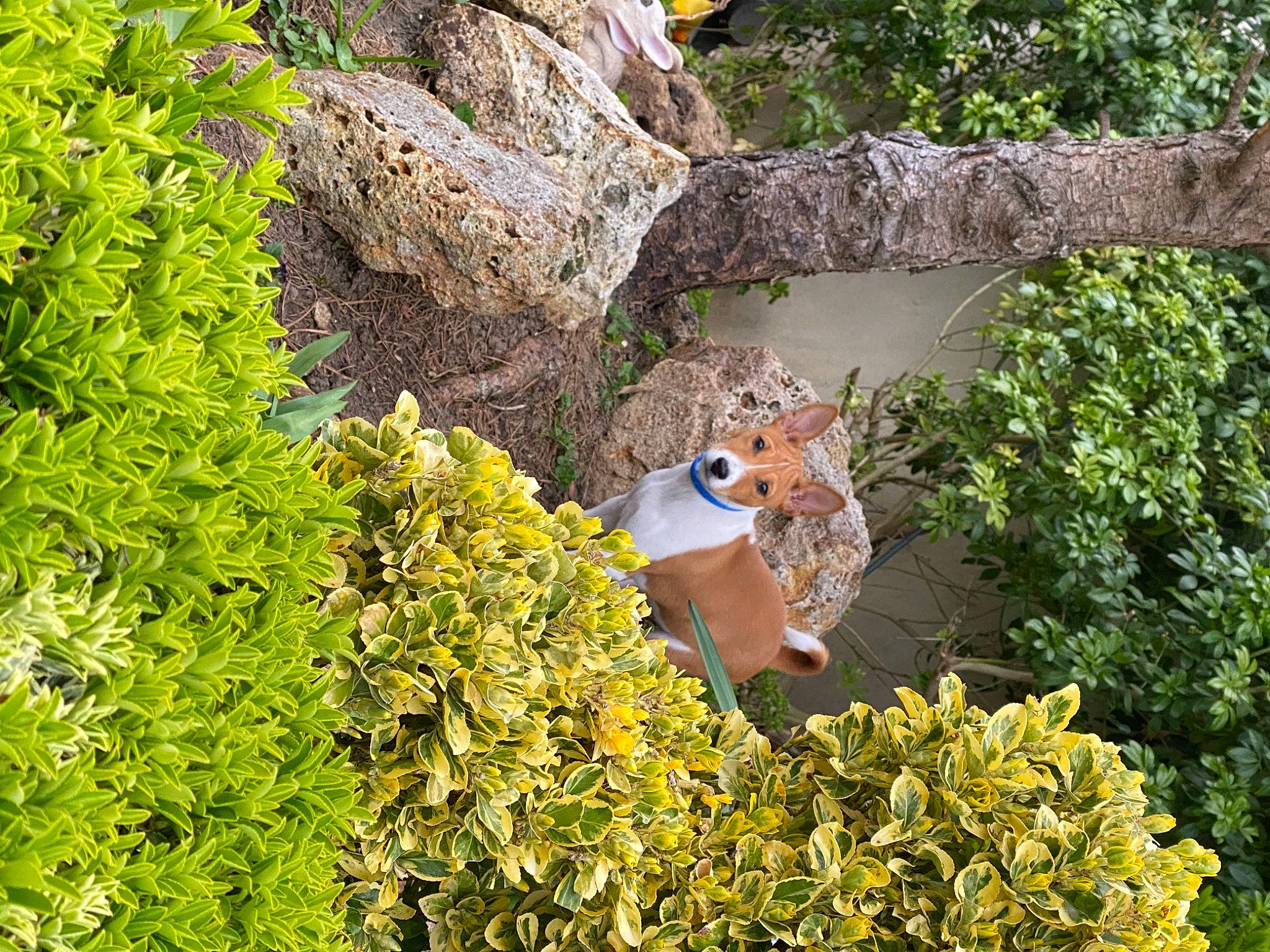 Spooky participe au concours pour gagner de l'argent avec cette photo : beak, botany, fawn, grass, groundcover, landscape, lawn_ornament, organism, plant, plant_community, rodent, shrub, squirrel, tail, toy, tree, trunk, vegetation, wildlife, wood