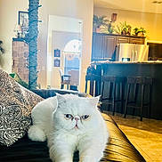 Cooper is registered to the contest to win money with this photo: cat, white_cat, indoor, living_room, couch, leather_couch, pillow, plant, kitchen, stool, furniture, floor_tile, window, light, domestic_cat, pet, animal, relaxed, home_interior, portrait