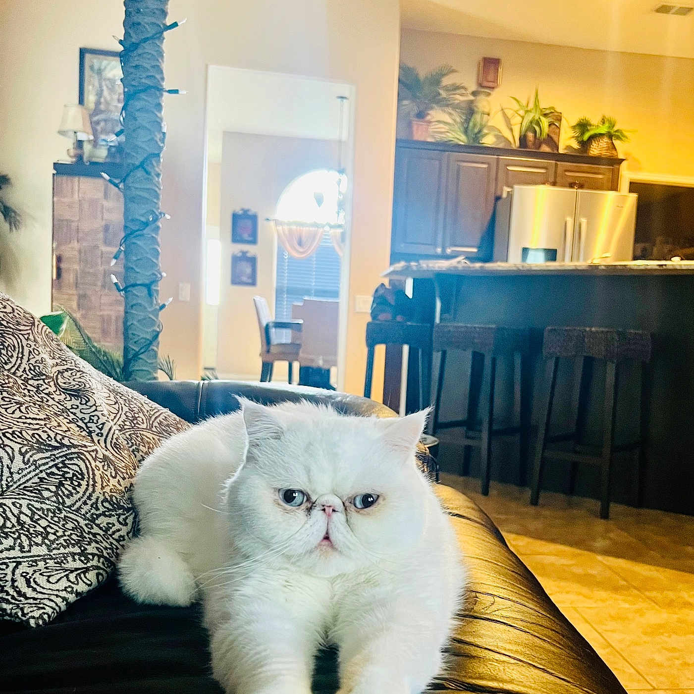 Cooper is registered to the contest to win money with this photo: animal, cat, couch, domestic_cat, floor_tile, furniture, home_interior, indoor, kitchen, leather_couch, light, living_room, pet, pillow, plant, portrait, relaxed, stool, white_cat, window