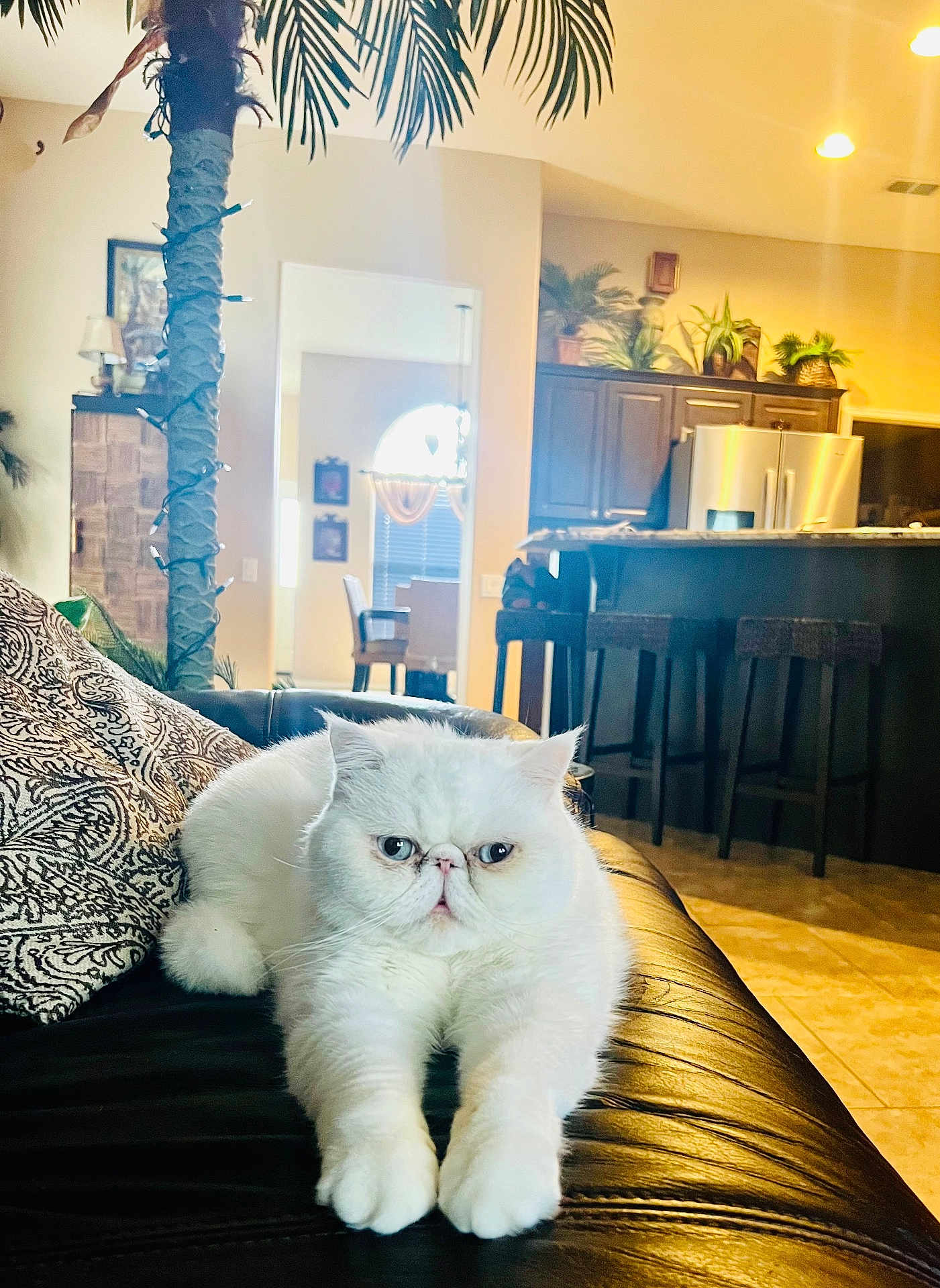 Cooper is registered to the contest to win money with this photo: cat, white_cat, indoor, living_room, couch, leather_couch, pillow, plant, kitchen, stool, furniture, floor_tile, window, light, domestic_cat, pet, animal, relaxed, home_interior, portrait