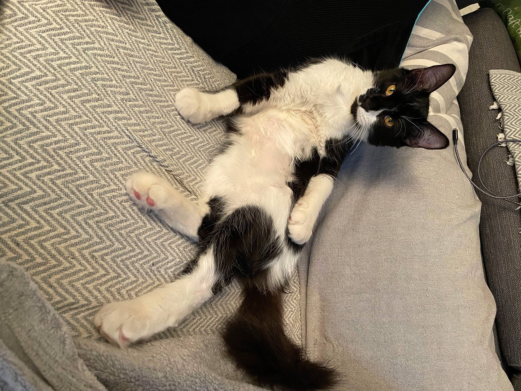 Cachou a rejoint le concours — aidez-le/la à gagner de superbes lots ! canidae, carnivore, cat, claw, comfort, companion_dog, dog_breed, domestic_short_haired_cat, fawn, felidae, flooring, fur, gesture, human_leg, paw, small_to_medium_sized_cats, snout, sporting_group, tail, whiskers