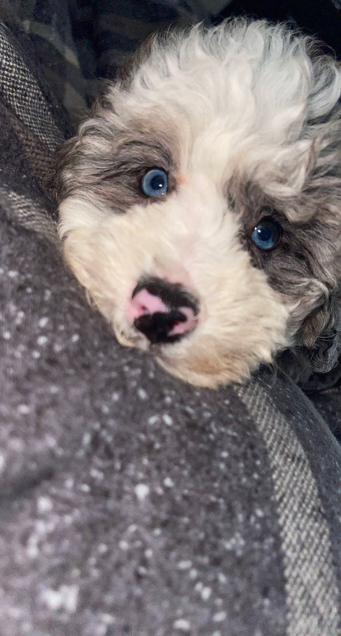 Aries joined the competition — help win amazing prizes! canidae, carnivore, cockapoo, companion_dog, dog, dog_breed, goldendoodle, labradoodle, maltepoo, puppy_love, shih_poo, small_terrier, snout, sporting_group, terrier, toy_dog, water_dog, whiskers, working_animal, yorkipoo