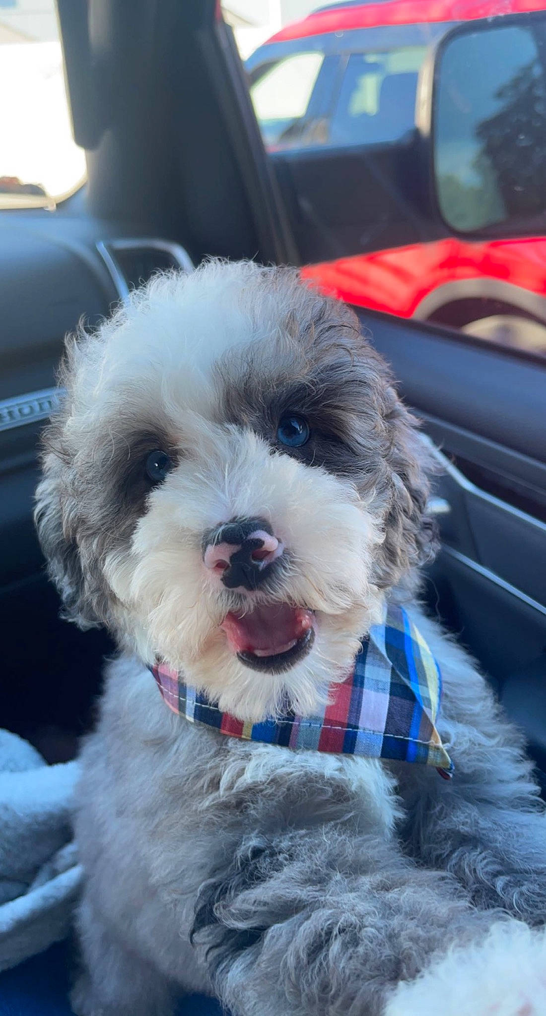 Aries is registered to the contest to win money with this photo: canidae, carnivore, collar, companion_dog, dog, dog_breed, dog_clothes, dog_collar, dog_supply, eyewear, fashion_accessory, fur, maltepoo, puppy_love, small_terrier, snout, sporting_group, terrier, toy_dog, vehicle_door