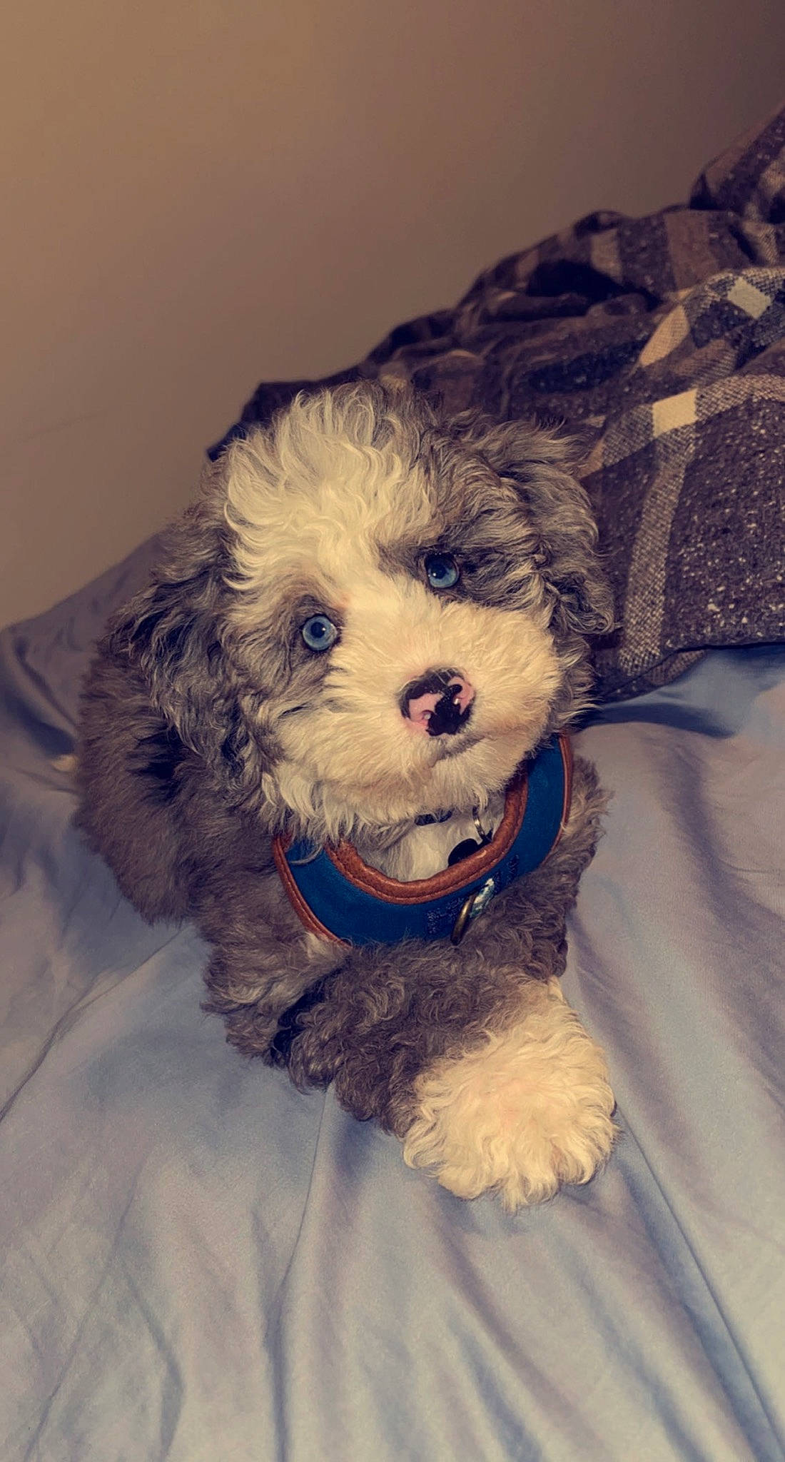 Aries is registered to the contest to win money with this photo: canidae, carnivore, cockapoo, companion_dog, dog, dog_breed, dog_clothes, dog_collar, dog_supply, fur, labradoodle, poodle_crossbreed, puppy_love, shih_poo, small_terrier, spaniel, terrier, toy_dog, water_dog, whiskers