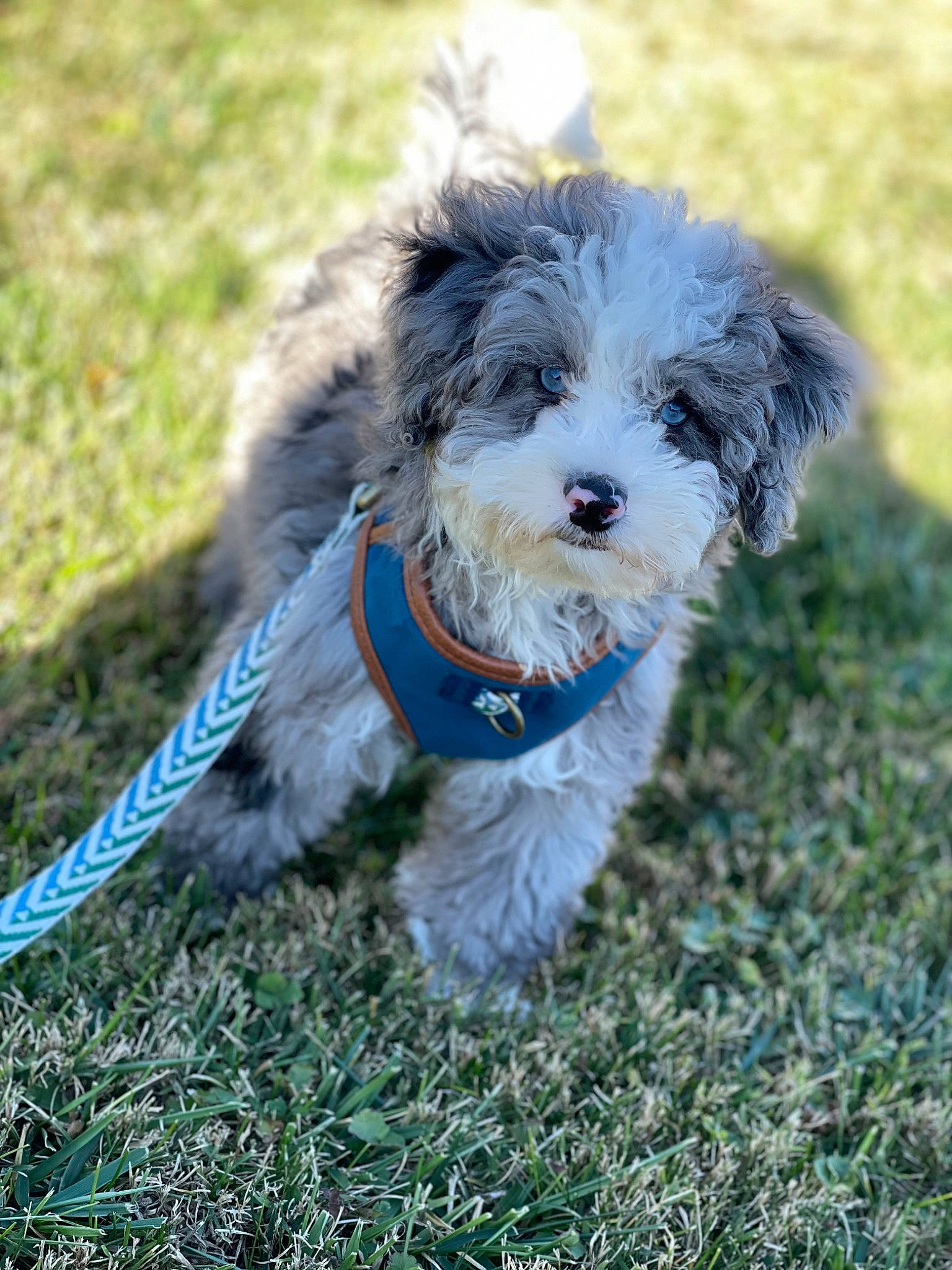 Aries joined the competition — help win amazing prizes! canidae, carnivore, collar, companion_dog, dog, dog_breed, dog_collar, dog_supply, electric_blue, grass, maltepoo, plant, puppy, small_terrier, snout, sporting_group, terrier, toy_dog, water_dog, working_animal