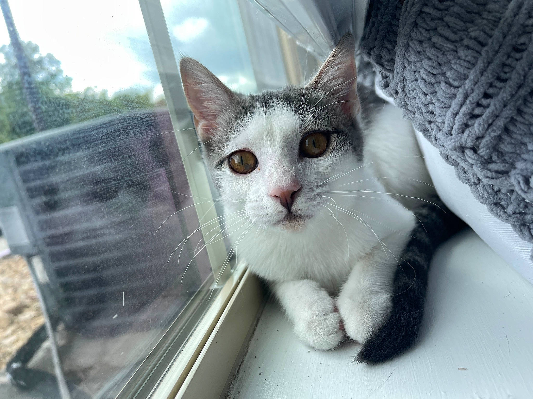 Potato is registered to the contest to win money with this photo: animal_shelter, carnivore, cat, domestic_short_haired_cat, fawn, felidae, fur, mesh, paw, pet_supply, service, sky, small_to_medium_sized_cats, snout, tail, tree, whiskers, window