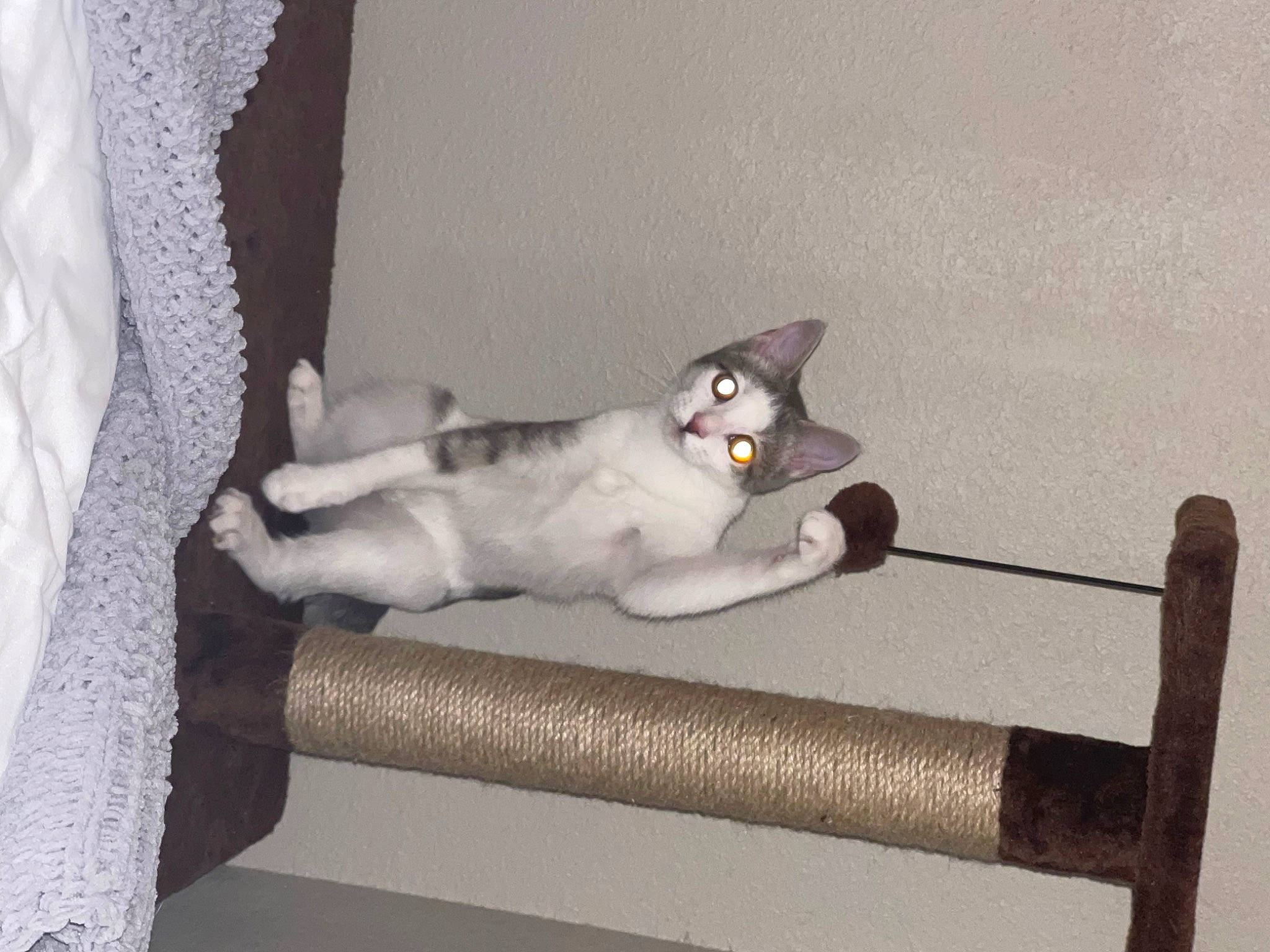 Potato is registered to the contest to win money with this photo: carnivore, cat, cat_supply, comfort, couch, curtain, domestic_short_haired_cat, felidae, fur, furniture, grey, linens, paw, room, shelf, small_to_medium_sized_cats, stuffed_toy, tail, whiskers, wood