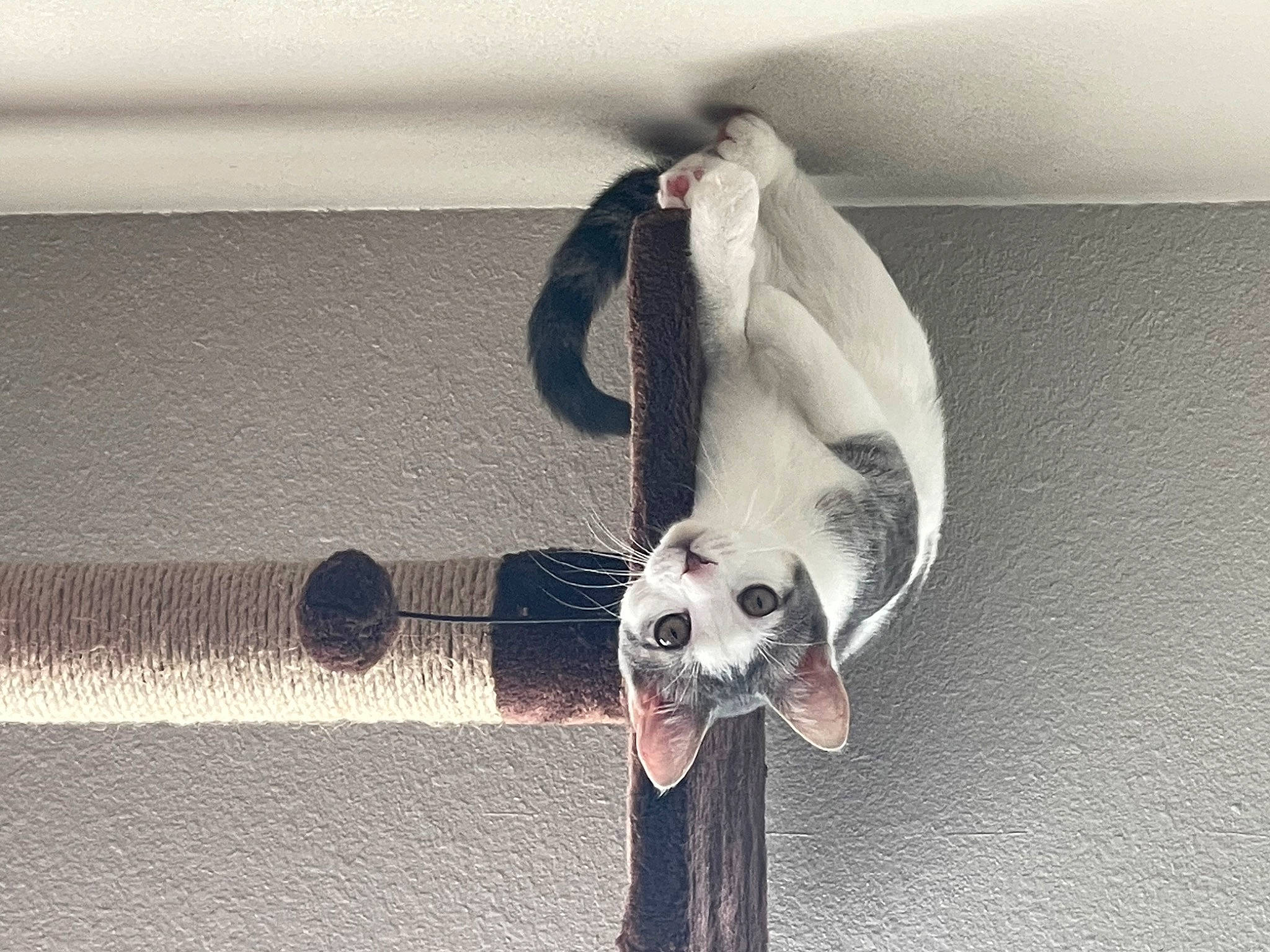 Potato is registered to the contest to win money with this photo: canidae, carnivore, collar, comfort, companion_dog, dog, dog_breed, dog_supply, fawn, flooring, fur, grey, paw, pet_supply, snout, sporting_group, tail, terrestrial_animal, whiskers, working_animal