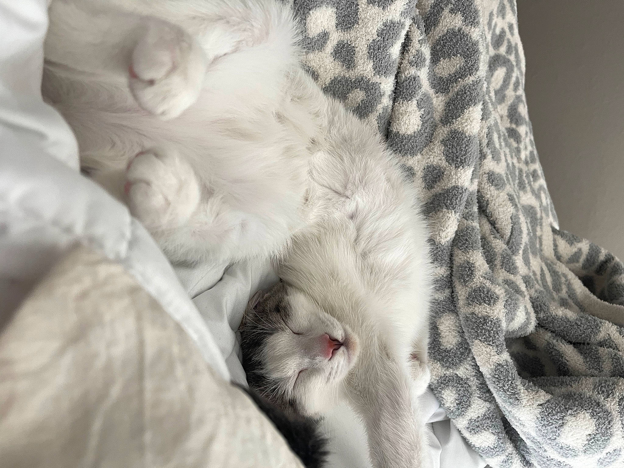 Potato joined the competition — help win amazing prizes! carnivore, cat, claw, comfort, domestic_short_haired_cat, felidae, fur, gesture, grey, linens, mammal, monochrome, monochrome_photography, nap, pattern, paw, small_to_medium_sized_cats, snout, tail, whiskers