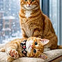 cat, tabby_cat, ginger_cat, indoor, window, snow, cushion, pet, animal, cute, playful, bow_tie, feline, relaxed, resting, fur, whiskers, ears, paw, cozy