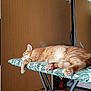 Roukin a rejoint le concours — aidez-le/la à gagner de superbes lots ! cat, ginger_cat, sleeping, ironing_board, indoor, wooden_floor, mirror, reflection, furniture, relaxation, pet, animal, cozy, resting, whiskers, paws, ear, home, quiet, domestic