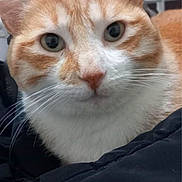 Roukin a rejoint le concours — aidez-le/la à gagner de superbes lots ! app_interface, blanket, cat, close_up, cozy, ears, eyes, face, ginger_cat, indoor, jacket, mobile_screenshot, nose, orange_cat, pet, portrait, smartphone, ui_elements, whiskers, white_fur