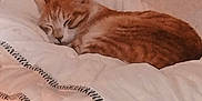 Roukin a rejoint le concours — aidez-le/la à gagner de superbes lots ! animal, blanket, cat, comfort, cozy, cute, domestic, feline, fur, home, indoor, orange_tabby, pet, quilt, relaxed, resting, sleeping, soft, striped, warm