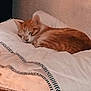 animal, blanket, cat, comfort, cozy, cute, domestic, feline, fur, home, indoor, orange_tabby, pet, quilt, relaxed, resting, sleeping, soft, striped, warm