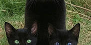 Croquettes participe au concours pour gagner de l'argent avec cette photo : alert, animal, black_cat, blue_eyes, cat, cute, family, fur, garden, grass, green_eyes, kitten, mammal, nature, outdoor, pet, portrait, sitting, three_animals, whiskers