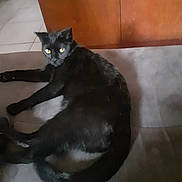 Croquettes participe au concours pour gagner de l'argent avec cette photo : animal, black_cat, cabinet, cat, domestic_cat, ears, floor_tiles, fur, furniture, gray_surface, home, indoor, lying_down, pet, quiet, relaxed, resting, tail, whiskers, yellow_eyes