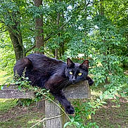 Croquettes participe au concours pour gagner de l'argent avec cette photo : animal, backyard, black_cat, cat, feline, fence, foliage, grass, green_eyes, loaf, nature, outdoor, pet, portrait, relaxed, resting, trees, vine, whiskers, wooden_post
