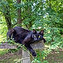 animal, backyard, black_cat, cat, feline, fence, foliage, grass, green_eyes, loaf, nature, outdoor, pet, portrait, relaxed, resting, trees, vine, whiskers, wooden_post