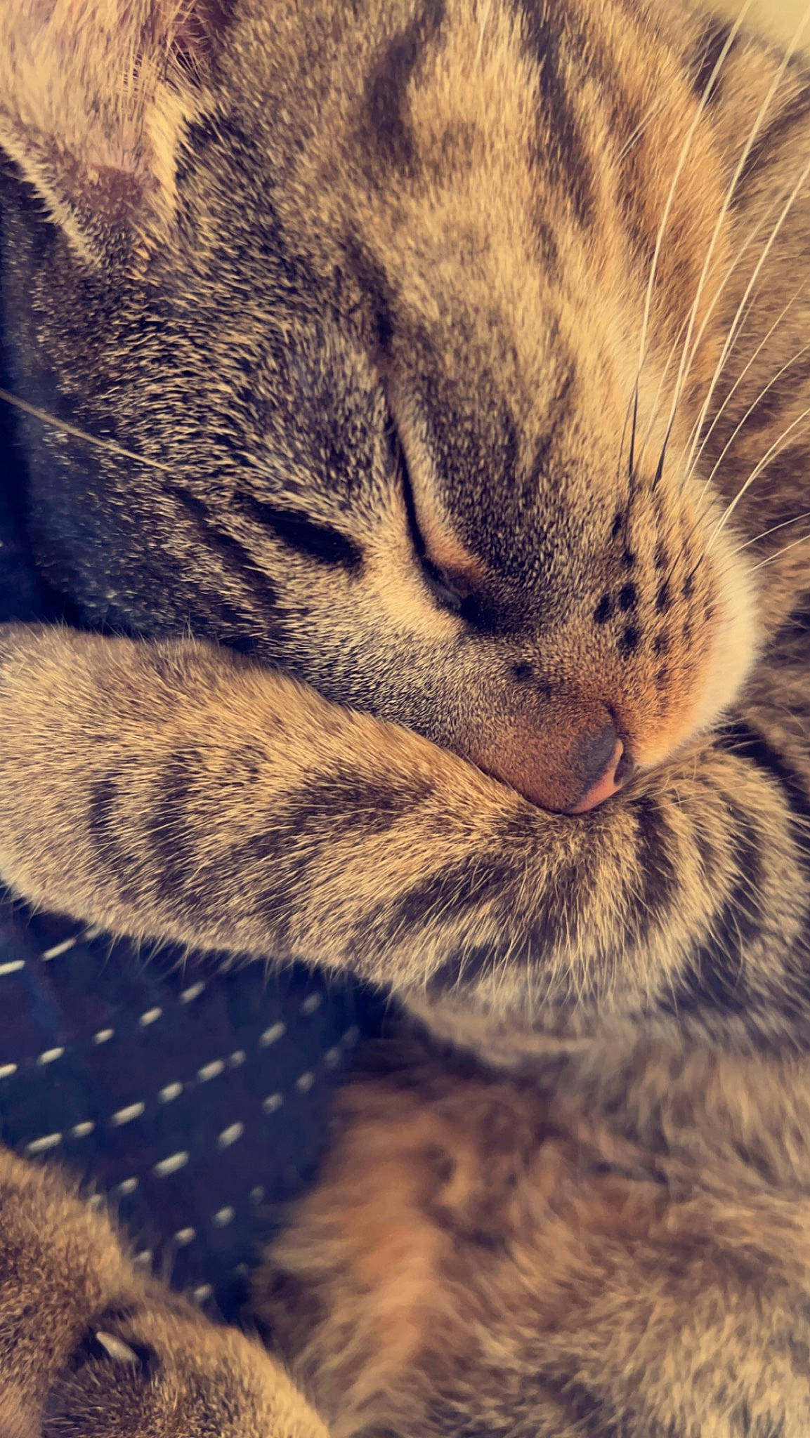 Jasper is registered to the contest to win money with this photo: carnivore, cat, cloud, domestic_short_haired_cat, electric_blue, eye, felidae, fur, mammal, meteorological_phenomenon, mountain, nap, paw, sky, sleep, small_to_medium_sized_cats, tail, terrestrial_animal, whiskers, wildlife