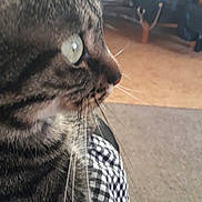 Minou a rejoint le concours — aidez-le/la à gagner de superbes lots ! animal, black_and_white, carpet, cat, checkered_fabric, close_up, curtain, domestic, ear, feline, floor, furniture, green_eyes, indoor, nose, pet, polka_dots, side_profile, tabby_cat, whiskers