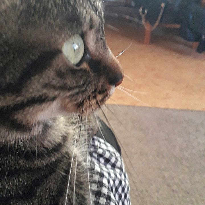 Minou a rejoint le concours — aidez-le/la à gagner de superbes lots ! animal, black_and_white, carpet, cat, checkered_fabric, close_up, curtain, domestic, ear, feline, floor, furniture, green_eyes, indoor, nose, pet, polka_dots, side_profile, tabby_cat, whiskers