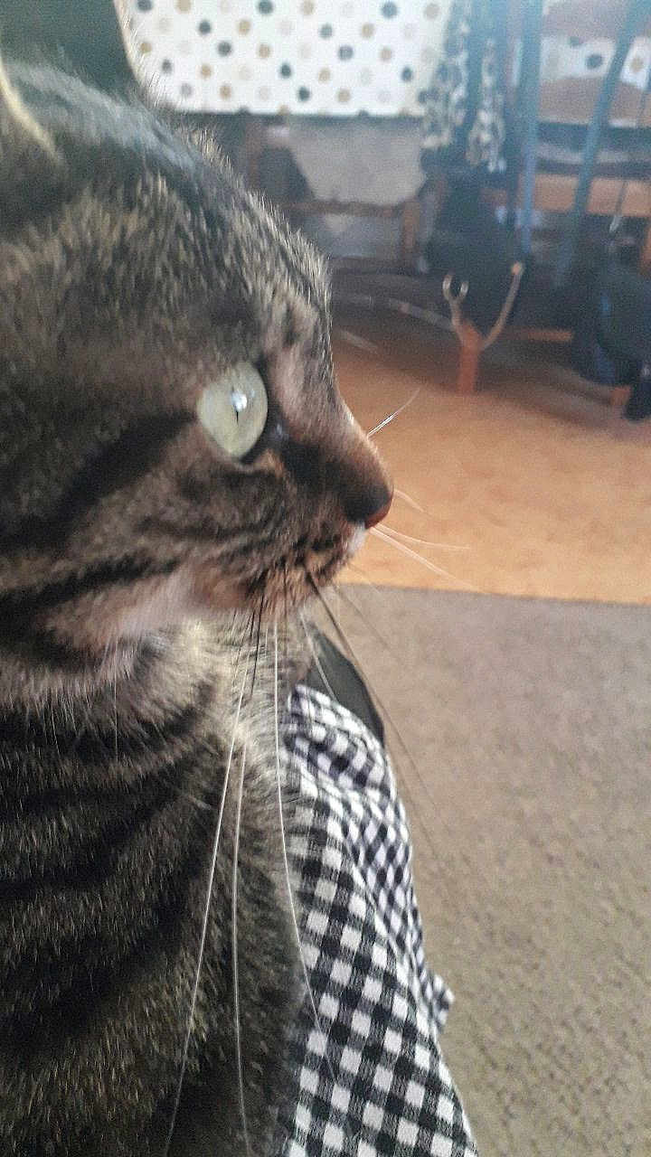 Minou