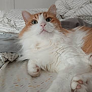 Ginger joined the competition — help win amazing prizes! animal, bed, blanket, cat, closeup, cozy, cute, domestic, feline, fluffy, fur, indoor, orange, paw, pet, relaxed, resting, sheet, whiskers, white