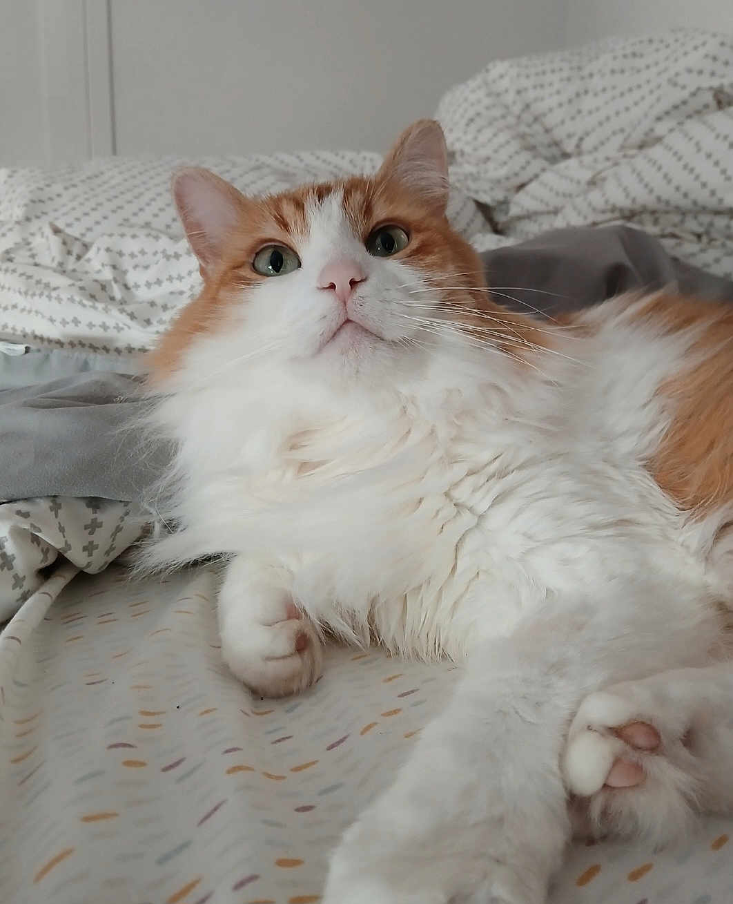 Ginger