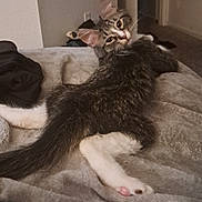 Rocket joined the competition — help win amazing prizes! animal, bed, blanket, cat, cozy, curious, cute, ears, feline, fur, home, indoor, kitten, looking_back, paws, pet, relaxed, tabby, tail, whiskers