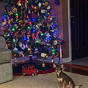 Gracie is registered to the contest to win money with this photo: dog, christmas_tree, carpet, ornaments, lights, holiday_decor, indoor, furniture, couch, small_dog, brown_dog, door, wood_floor, wall, toy_truck, tree_skirt, decorations, festive, living_room, pet