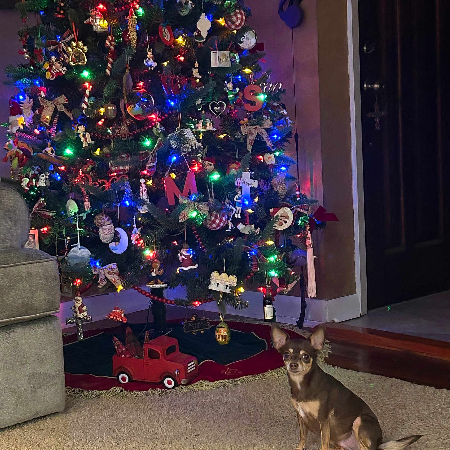 Gracie is registered to the contest to win money with this photo: brown_dog, carpet, christmas_tree, couch, decorations, dog, door, festive, furniture, holiday_decor, indoor, lights, living_room, ornaments, pet, small_dog, toy_truck, tree_skirt, wall, wood_floor
