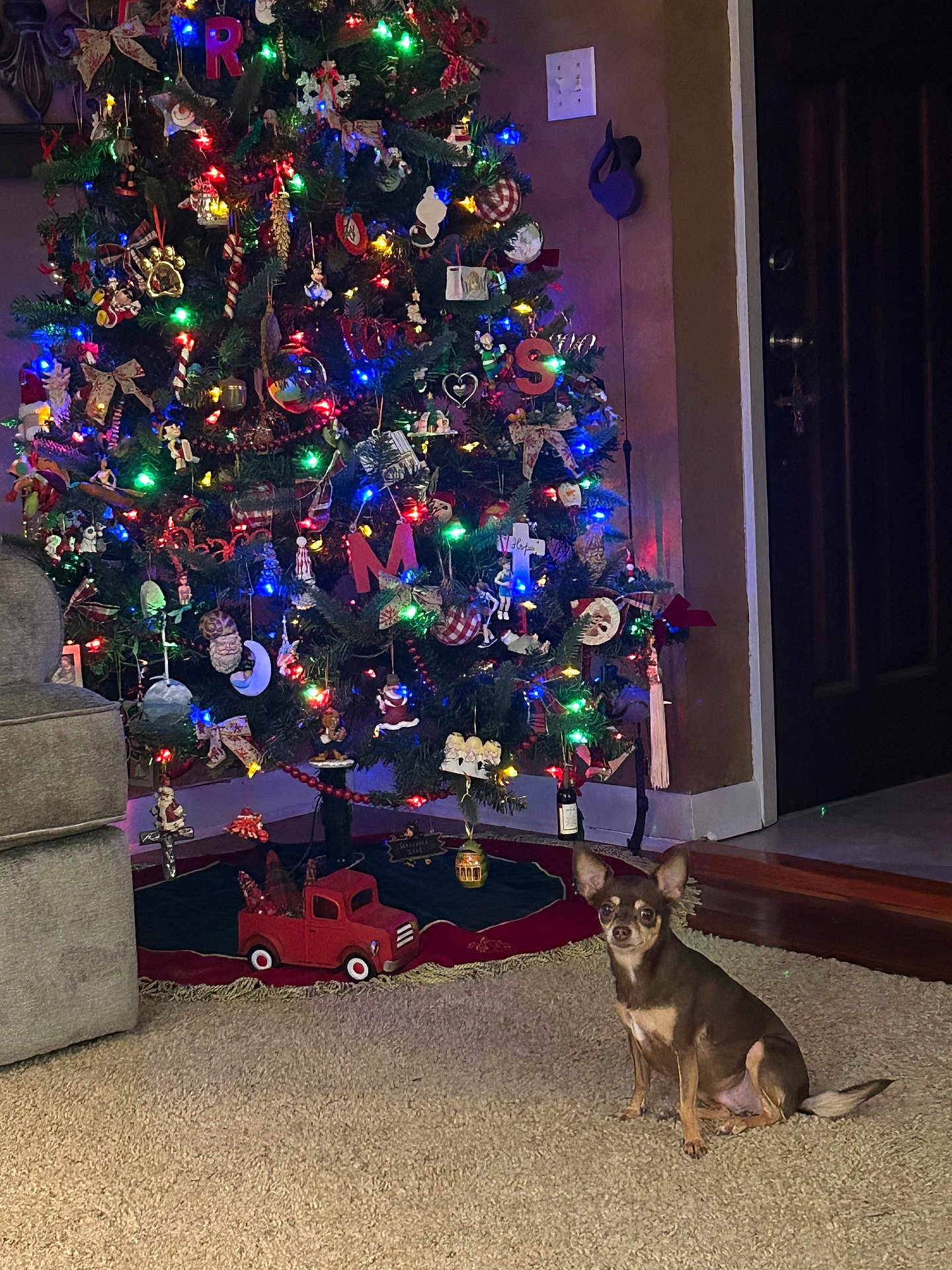 Gracie is registered to the contest to win money with this photo: dog, christmas_tree, carpet, ornaments, lights, holiday_decor, indoor, furniture, couch, small_dog, brown_dog, door, wood_floor, wall, toy_truck, tree_skirt, decorations, festive, living_room, pet