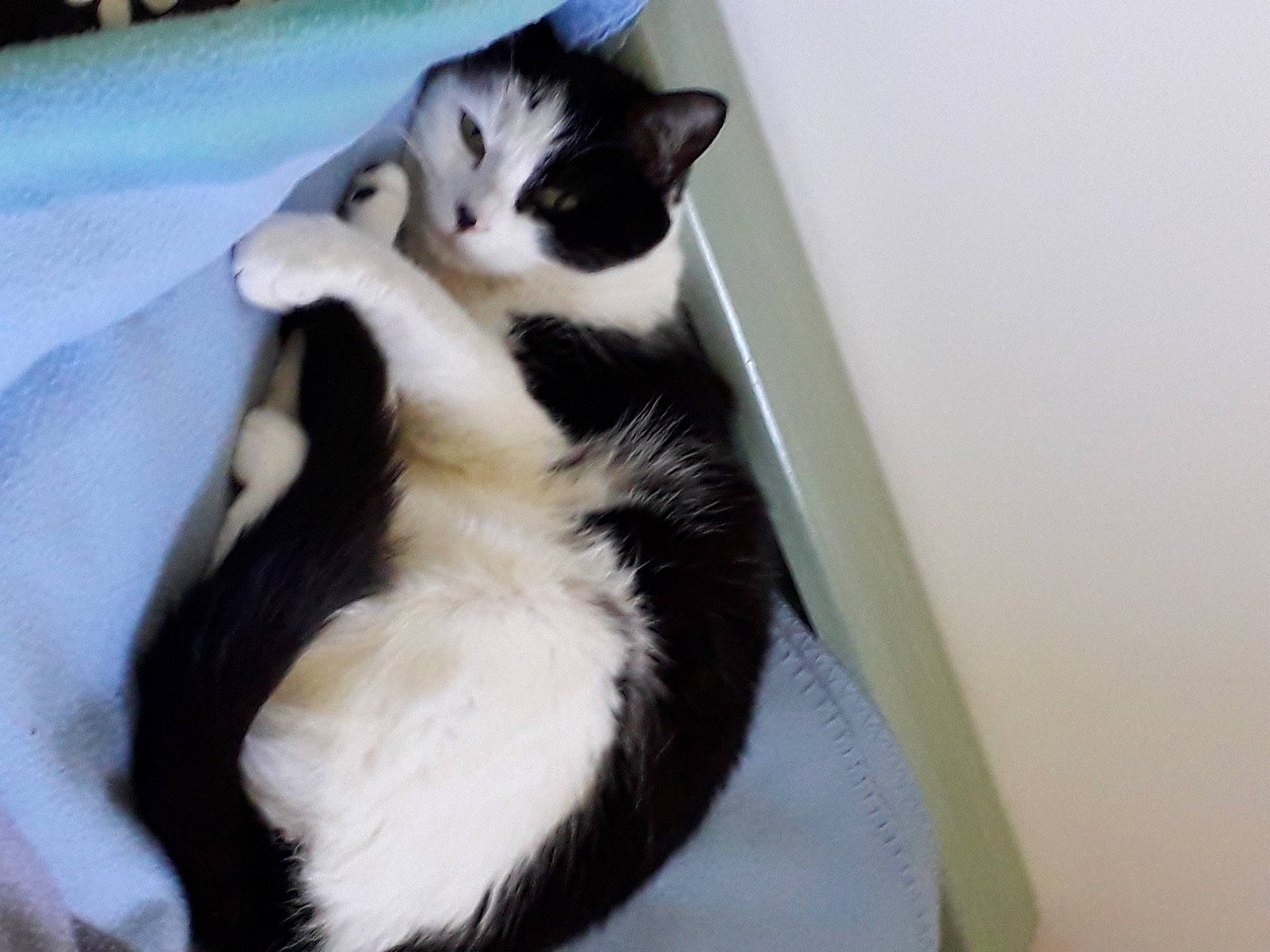 Mélodie a rejoint le concours — aidez-le/la à gagner de superbes lots ! carnivore, cat, cat_supply, claw, comfort, domestic_short_haired_cat, felidae, formal_wear, fur, paw, small_to_medium_sized_cats, snout, tail, whiskers