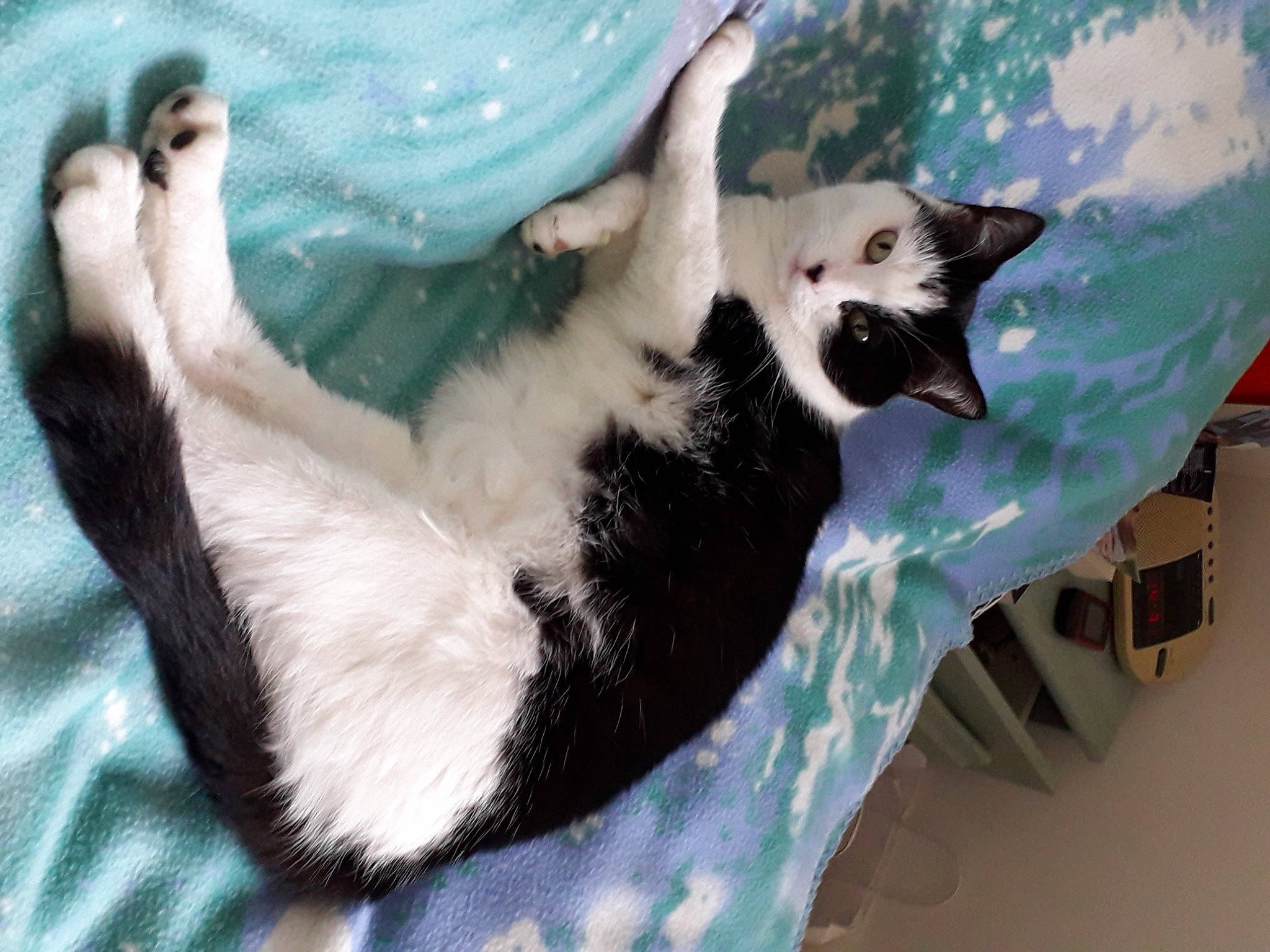 Mélodie participe au concours pour gagner de l'argent avec cette photo : balinese, canidae, carnivore, cat, claw, comfort, dog_breed, domestic_short_haired_cat, fawn, felidae, foot, fur, mammal, paw, small_to_medium_sized_cats, snout, tail, thai, vertebrate, whiskers