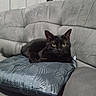 black_cat, cat, cushion, sofa, indoor, pet, feline, yellow_eyes, relaxed, animal, fur, whiskers, ears, home, furniture, cozy, resting, domestic_animal, living_room, quiet