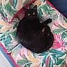 Yue participe au concours pour gagner de l'argent avec cette photo : black_cat, cat, pet, animal, feline, yellow_eyes, couch, cushion, colorful, patterned_fabric, indoor, relaxed, curled_up, cozy, fur, whiskers, paw, looking_at_camera, home, resting